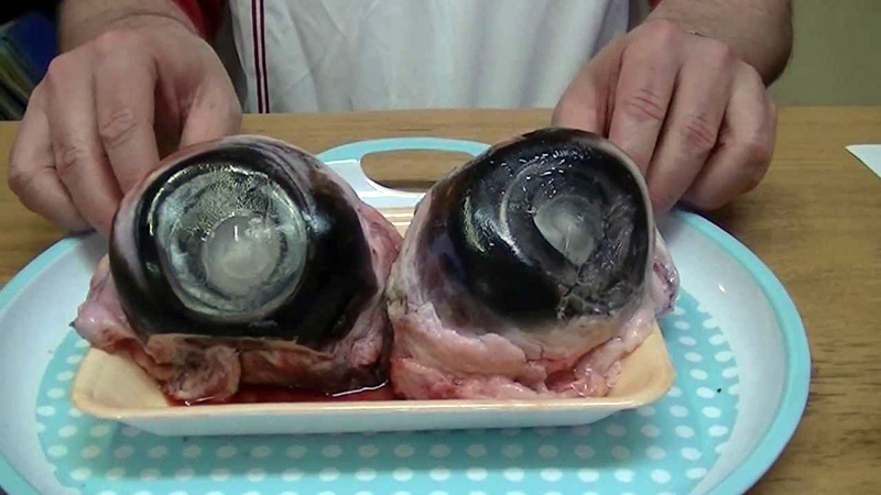 Đặc sản mắt cá ngừ đại dương cực dị: Không can đảm đố dám ăn