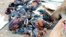Ăn gà trúng thuốc chuột, hàng chục người nhập viện