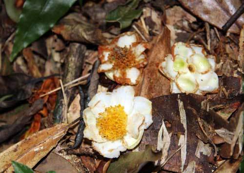 Chinh phục 'cụ chè' shan tuyết - 'kho báu' của đại ngàn Tây Bắc