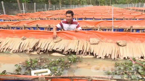 Nông dân làm giàu,tỷ phú nông dân,bỏ phố về quê