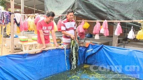 Chê chức giám đốc nước ngoài, bỏ về quê nuôi lươn