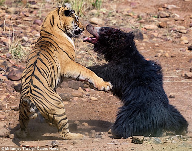 Gây hấn với gấu cái, hổ đực nhận kết cục thảm