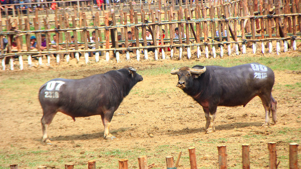 Trâu chọi Vĩnh Phúc thờ ơ, 'không thèm chọi'