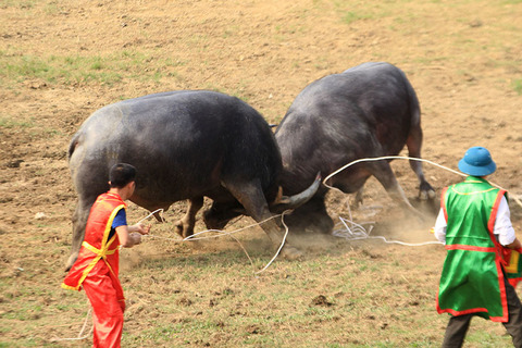 chọi trâu VP