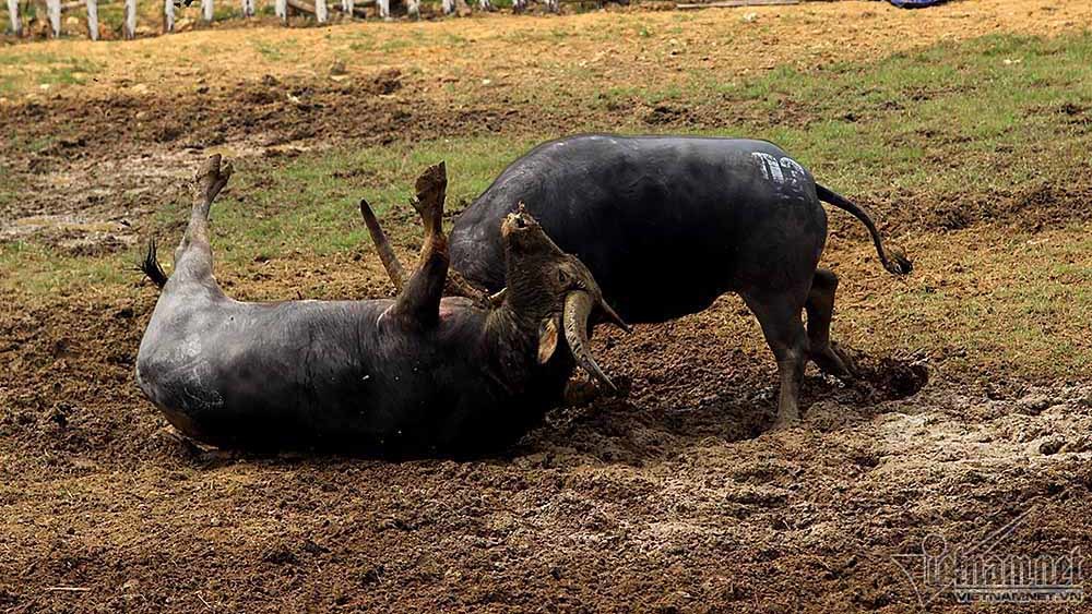 Vào trận chưa được 1 phút, trâu chọi bị húc chết tươi