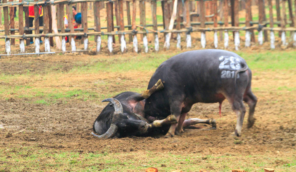 trâu choị bị húc chêt