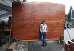 'Siêu' sập gỗ cẩm đẹp như bức bình phong xuất hiện ở Bắc Ninh