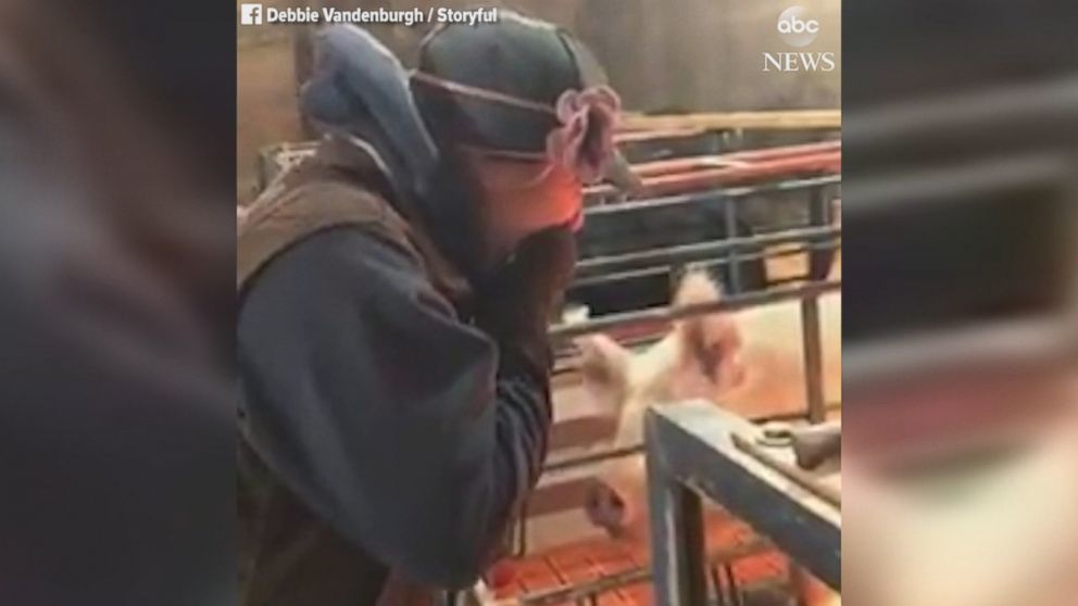 Cô gái bất ngờ vì được cầu hôn trong chuồng lợn