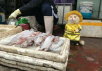 Chú mèo bán cá, thịt gây sốt ở chợ Hải Phòng