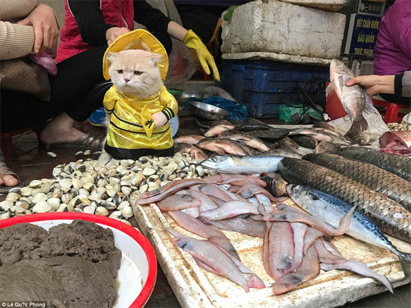 Dân mạng nước ngoài thích thú với chú mèo bán cá ở Việt Nam