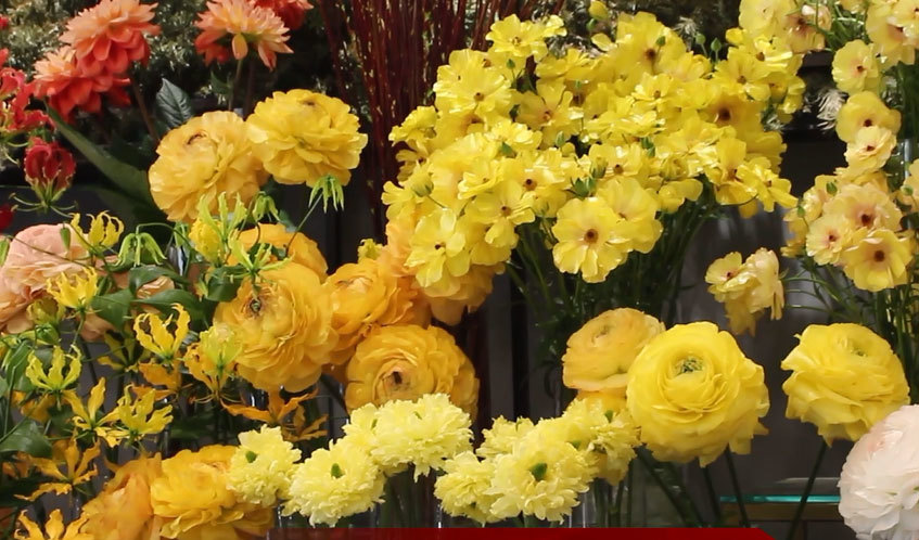 Hoa khổng lồ giá 1 triệu đồng/cành ở TP.HCM