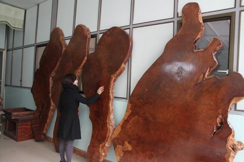 Bí ẩn gỗ nu ngàn tuổi: Đắt như kim cương, đại gia săn lùng