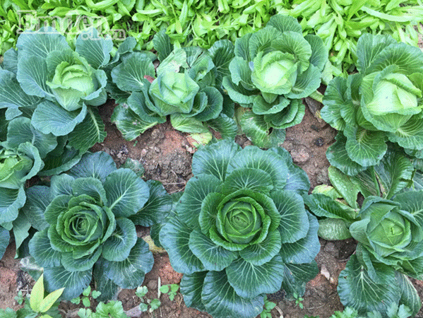 Ngắm vườn rau 16m2 tươi tốt "vạn người mê" của cô giáo Hà Nam