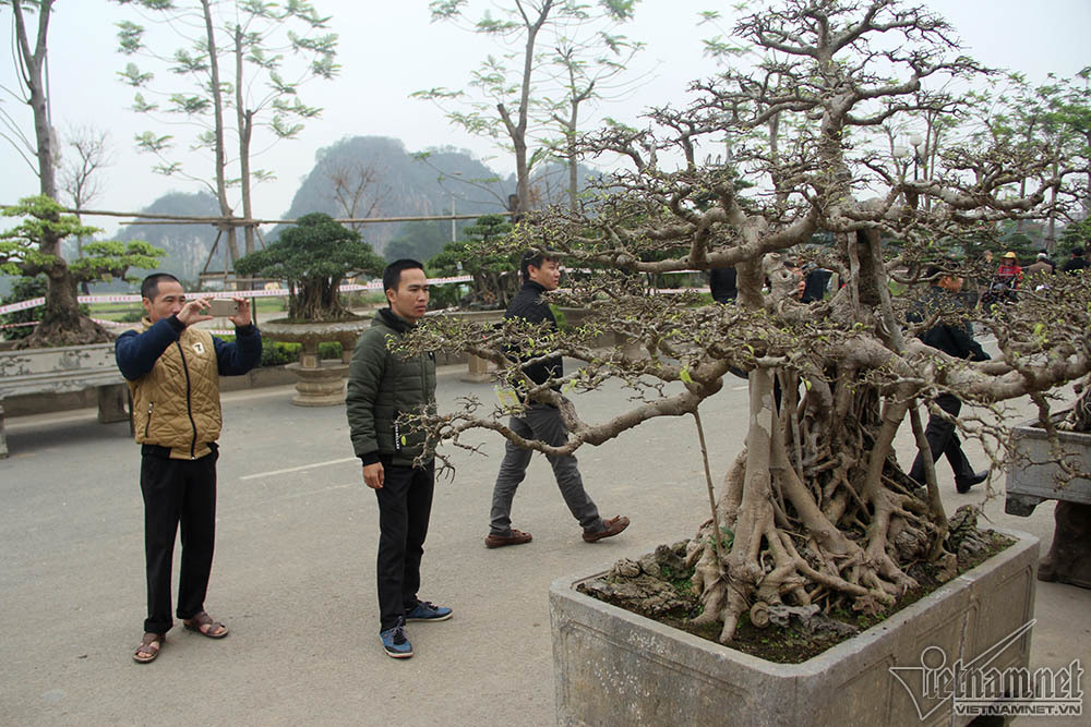 {title} Bộ ba cây sanh 'hóa thạch' 30 tỷ xôn xao hội chợ Hà Nội