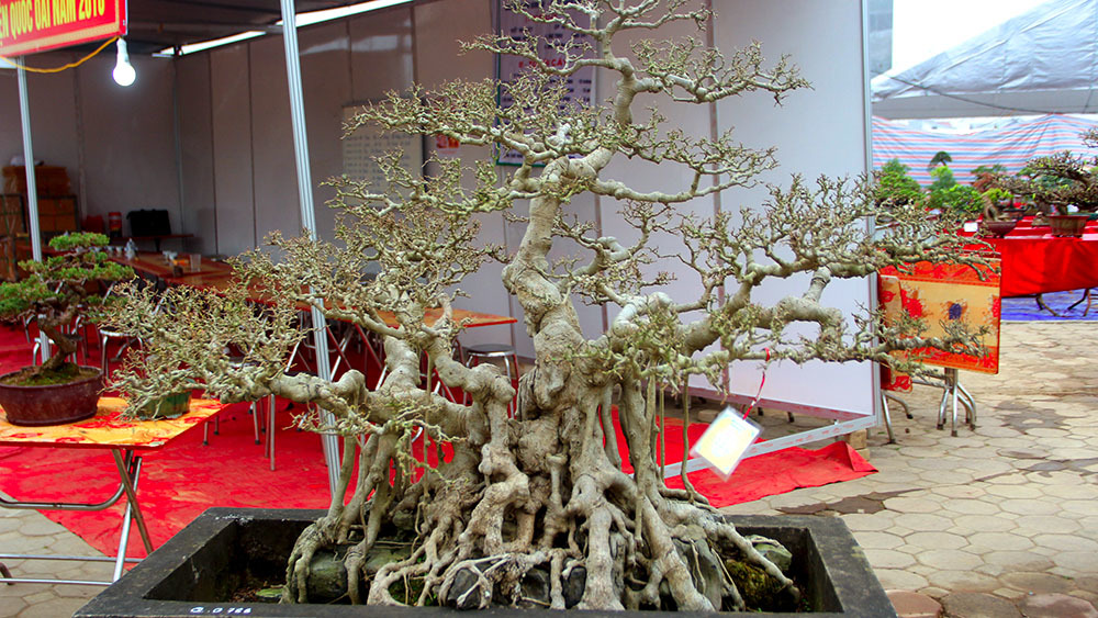 Bộ ba cây sanh 'hóa thạch' 30 tỷ xôn xao hội chợ Hà Nội