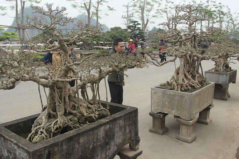 cây sanh tiền tỷ