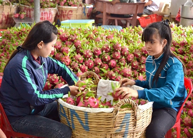 Thanh long, dưa hấu tăng giá trở lại