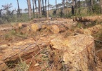 Bắt chủ tịch xã nhận hối lộ cho phá rừng ở Đắk Nông