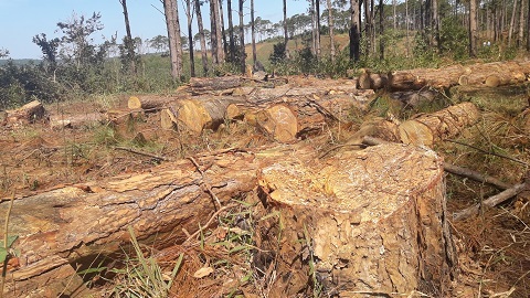 Bắt thêm 1 đối tượng vụ chủ tịch xã nhận tiền 'bảo kê' phá rừng