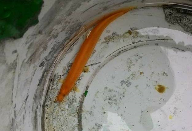 9X bắt được cá chạch có màu vàng hiếm gặp