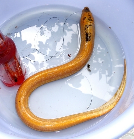 Dân Hà Nội bắt được lươn vàng ánh hồng cực lạ sau trận mưa ngập