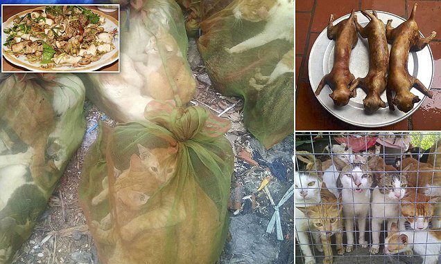 Chợ thịt mèo Việt Nam lên báo Anh