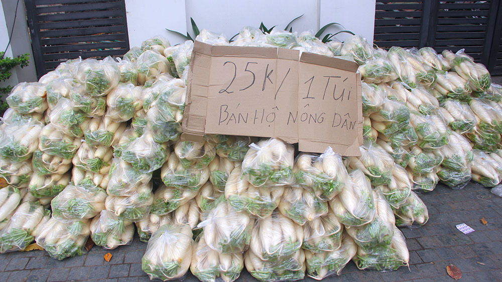 Giải cứu hàng tấn củ cải đổ đống cho nông dân Hà Nội