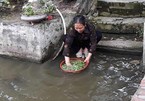 Nước sạch nông thôn: Gian nan hành trình gỡ bỏ thói quen cố hữu
