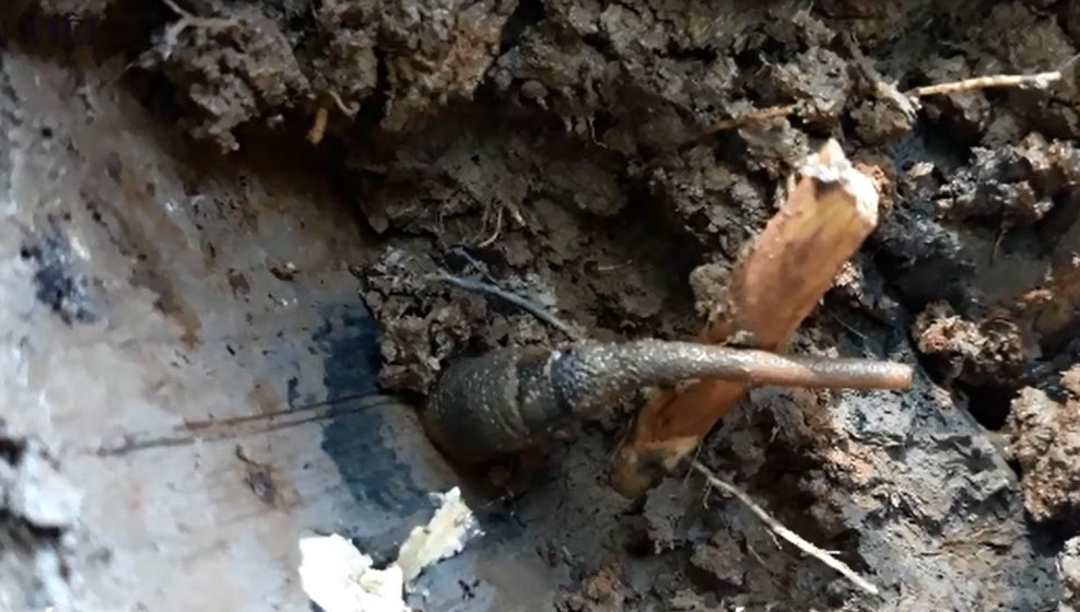 Săn con sâm đất - 'thần dược' viagra từ tự nhiên ở rừng ngập mặn