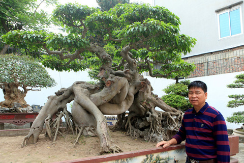 Chiêm ngưỡng vườn cảnh triệu đô của đại gia Phú Thọ