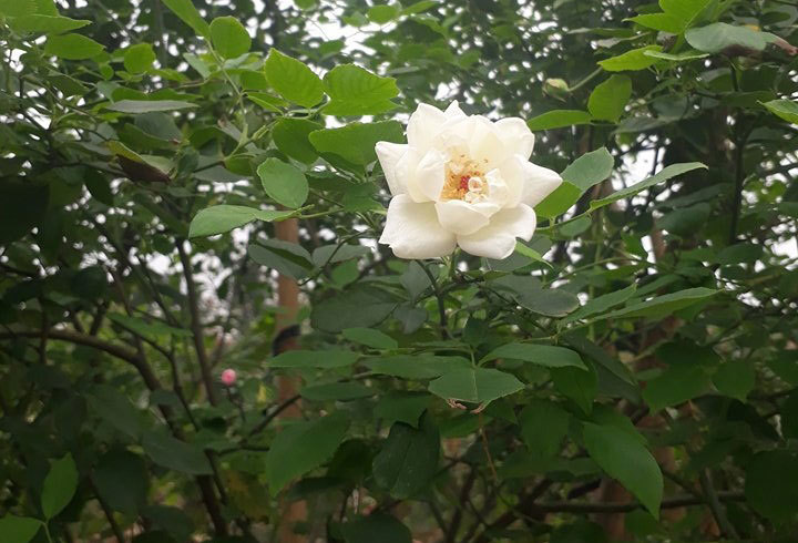 Hồng cổ 'bạch ngọc tỉ' giá 50 triệu đồng đã vào tay đại gia