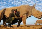 Con Tê giác trắng đực cuối cùng trên trái đất đã chết