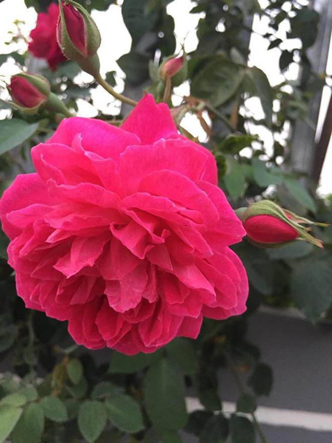 4 mẹo cực dễ để sở hữu vườn hồng 