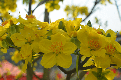 Hoa đào, hoa mai đẹp chưa từng có tại Yên Tử