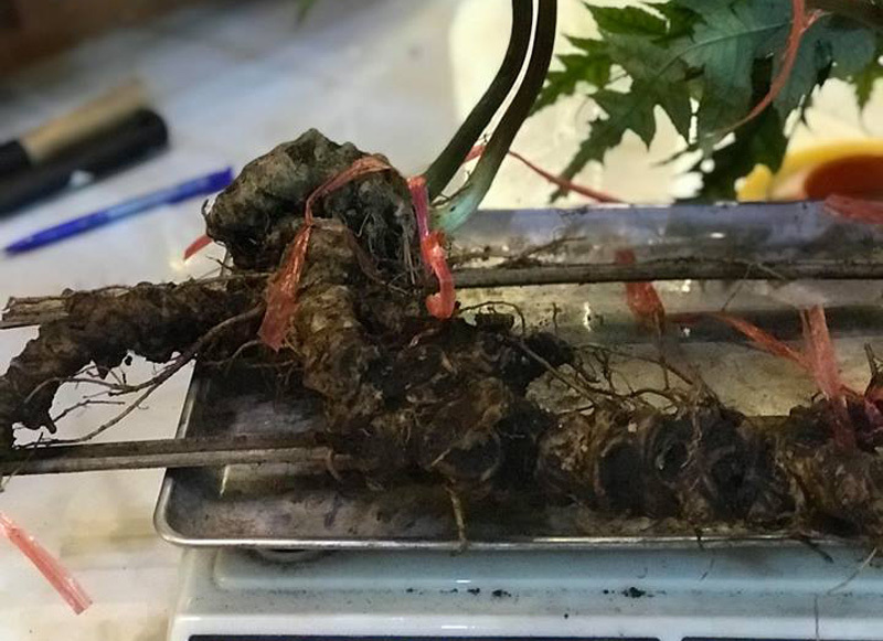 SÂM TIẾT TRÚC RỪNG