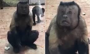Dân mạng phát sốt với chú khỉ mặt giống người