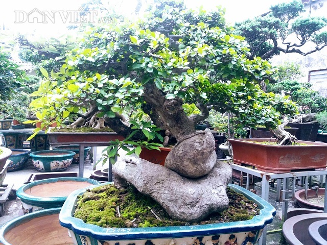 Cây duối bonsai 40 tuổi, gốc cực dị được trả 300 triệu