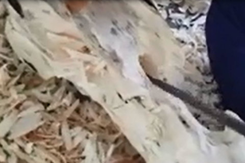 Kỳ lạ nghề moi ruột cây tìm “vàng” ở xứ trầm Khánh Hòa