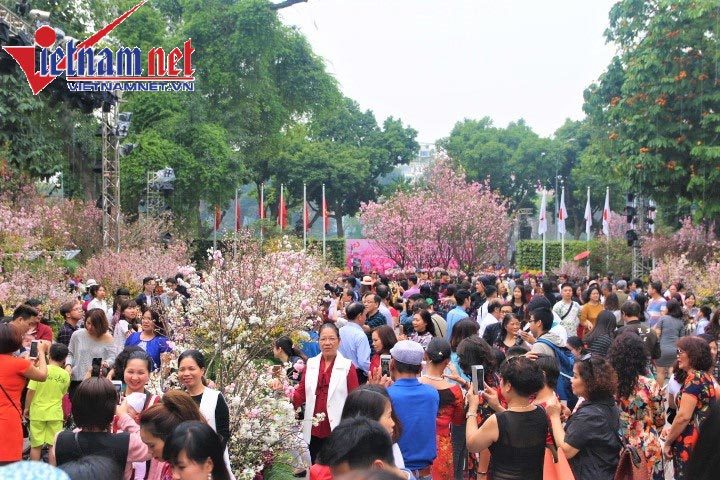 Lễ hội hoa anh đào