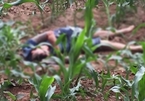 Hà Nội: Phát hiện thi thể chết bất thường giữa cánh đồng