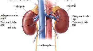 viêm cầu thận cấp,bệnh thận,viêm cầu thận