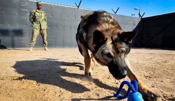 Nhiều gói chất lạ 'đổ bộ' các căn cứ Mỹ