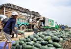 Quảng Tây - Trung Quốc: 'Cấm cửa' hoa quả Việt không rõ nguồn gốc
