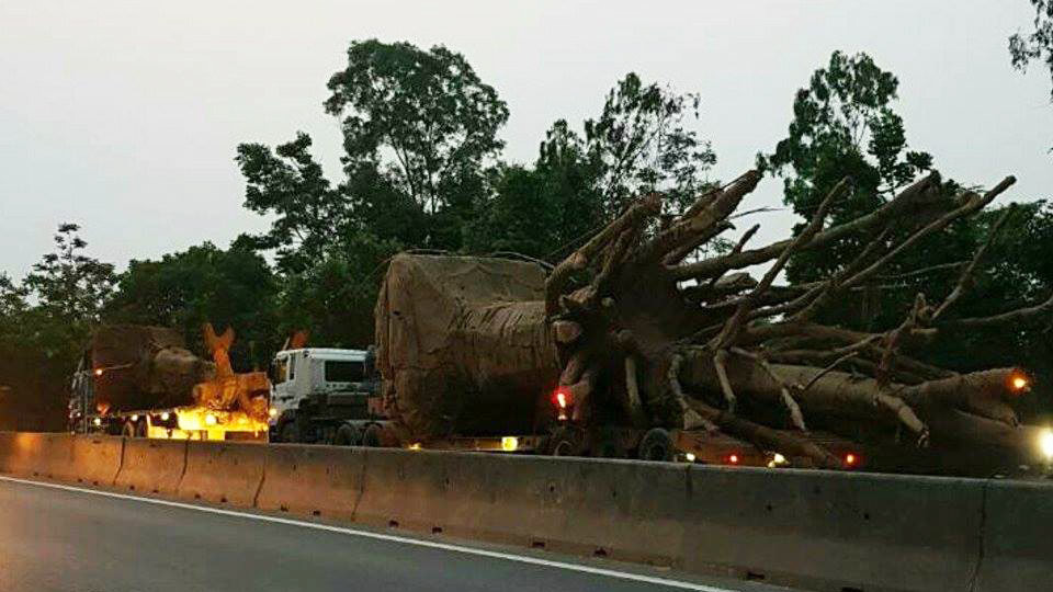 Cây như ‘quái thú’ lại vi vu trên QL1A, phạt chủ xe gần 100 triệu