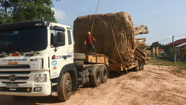 Cây như 'quái thú' vi vu trên quốc lộ 1A: CSGT không thấy