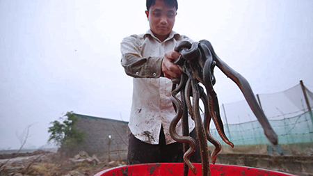 Kinh hãi đàn rắn gần 3.000 con dưới đáy ao ở Hà Nội