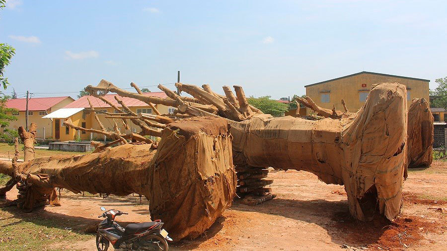 Bất thường hồ sơ nguồn gốc cây 'quái thú' bị vứt ở TT-Huế
