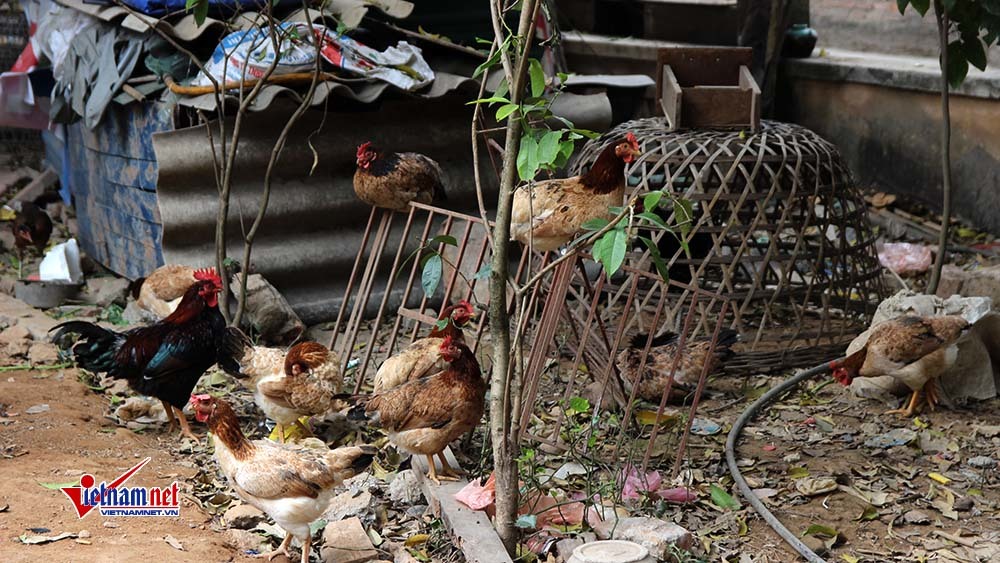 Hà Nội: Quây bạt nuôi gà, trồng rau giữa khu vui chơi