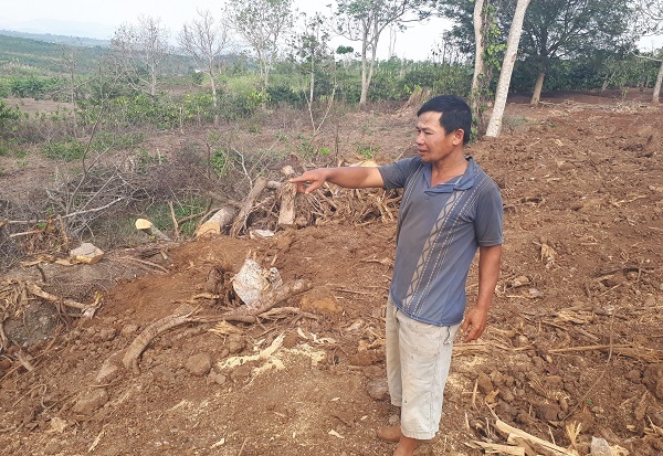 Chủ cây 'quái thú' ở Đắk Lắk: Người ta đưa tôi xấp giấy bảo ký