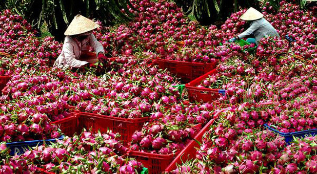 Quảng Tây 'ngăn' hoa quả Việt không nguồn gốc: Cử đoàn sang TQ tìm hiểu